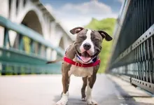 animals dogs 1920x1080 wallpaper Art HD Wallpaper